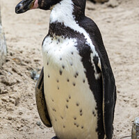 Buy canvas prints of African Penguin by Chris Dorney