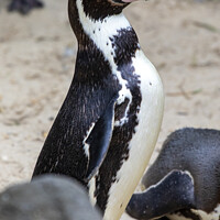 Buy canvas prints of African Penguin by Chris Dorney