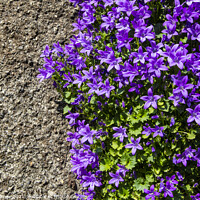 Buy canvas prints of Purple Wild Flowers on a Wall in Polperro, Cornwall by Chris Dorney