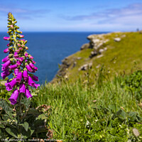 Buy canvas prints of Foxglove Flowers at Tintagel Castle in Cornwall, UK by Chris Dorney