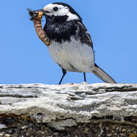 Buy canvas prints of Pied Wagtail Bird in Cornwall by Chris Dorney