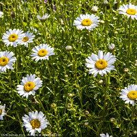 Buy canvas prints of Wild Flowers by Chris Dorney