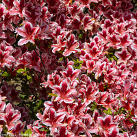Buy canvas prints of Rhododendrons by Chris Dorney