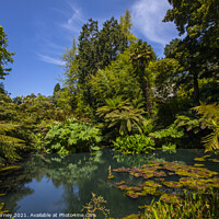 Buy canvas prints of The Jungle at the Lost Gardens of Heligan in Cornwall, UK by Chris Dorney