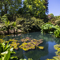 Buy canvas prints of The Jungle at the Lost Gardens of Heligan in Cornwall, UK by Chris Dorney
