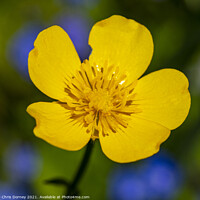 Buy canvas prints of Creeping Buttercup by Chris Dorney