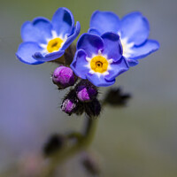 Buy canvas prints of Alpine Forget-Me-Not Flowers by Chris Dorney