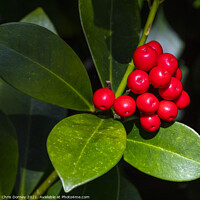 Buy canvas prints of Holly and Berries by Chris Dorney