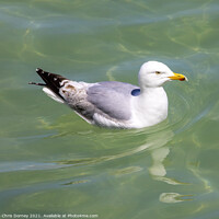 Buy canvas prints of Sea Gull Swimming in the Sea by Chris Dorney