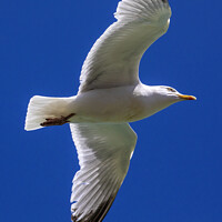 Buy canvas prints of Flying Sea Gull by Chris Dorney