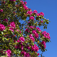 Buy canvas prints of Pacific Rhododendron by Chris Dorney