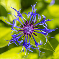 Buy canvas prints of Aster Flower by Chris Dorney