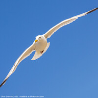 Buy canvas prints of Flying Sea Gull by Chris Dorney