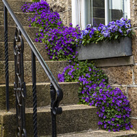 Buy canvas prints of Purple Flowers in St. Ives in Cornwall, UK by Chris Dorney