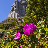 Buy canvas prints of Flower at St. Michaels Mount in Cornwall, UK by Chris Dorney