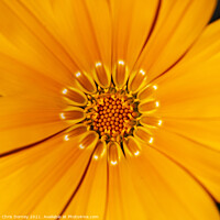 Buy canvas prints of African Daisy Close-up by Chris Dorney