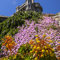 Buy canvas prints of Castle Gardens at St. Michaels Mount in Cornwall,  by Chris Dorney