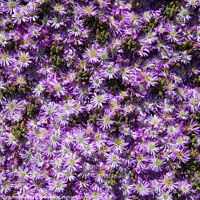 Buy canvas prints of Close-up of a Bushy Aster by Chris Dorney