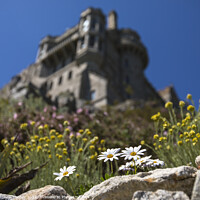 Buy canvas prints of Daisies in Bloom at St. Michaels Mount in Cornwall, UK by Chris Dorney
