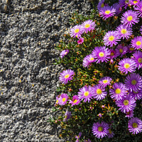Buy canvas prints of Close-up of a Bushy Aster by Chris Dorney