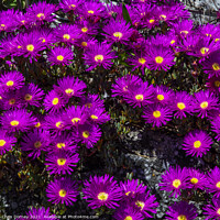 Buy canvas prints of Alpine Aster Flowers at St. Michaels Mount in Cornwall by Chris Dorney