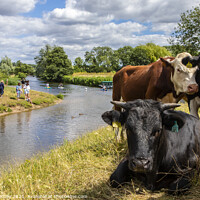 Buy canvas prints of Cows on the Shore of the River Stour in Dedham, Essex by Chris Dorney