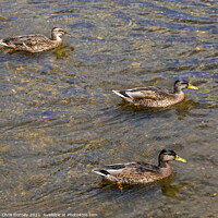 Buy canvas prints of Ducks on the River Stour in Dedham, Essex by Chris Dorney