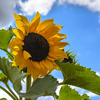 Buy canvas prints of Sunflower by Chris Dorney