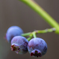 Buy canvas prints of Blueberries by Chris Dorney