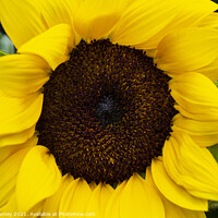 Buy canvas prints of Sunflower by Chris Dorney