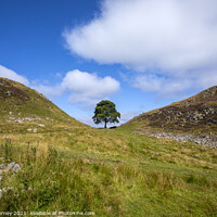 Buy canvas prints of Sycamore Gap in Northumberland, UK by Chris Dorney