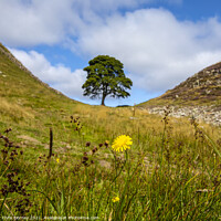 Buy canvas prints of Sycamore Gap in Northumberland, UK by Chris Dorney