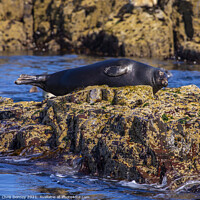 Buy canvas prints of Seal on the Farne Islands in the UK by Chris Dorney
