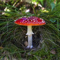 Buy canvas prints of Fly Agaric or Amanita Muscaria Toadstool by Chris Dorney