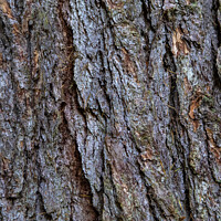 Buy canvas prints of Tree Bark Close-up by Chris Dorney
