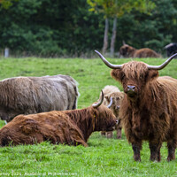Buy canvas prints of Highland Cows in Scotland, UK by Chris Dorney