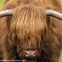 Buy canvas prints of Highland Cow in Scotland, UK by Chris Dorney