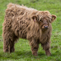 Buy canvas prints of Highland Cattle Calf in Scotland, UK by Chris Dorney