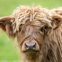 Buy canvas prints of Highland Cattle Calf in Scotland, UK by Chris Dorney