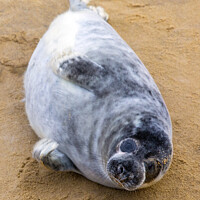 Buy canvas prints of Seal Pup on Horsey Beach in Norfolk, UK by Chris Dorney