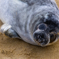 Buy canvas prints of Seal on Horsey Beach in Norfolk, UK by Chris Dorney