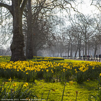 Buy canvas prints of St. Jamess Park in London at Springtime by Chris Dorney