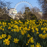Buy canvas prints of London Eye and Daffodils in London, at Sprintime by Chris Dorney
