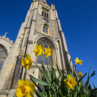Buy canvas prints of St. Marys Church and Daffodils in Saffron Walden, Essex, UK by Chris Dorney