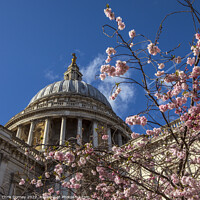 Buy canvas prints of Blossom Tree and St. Pauls Cathedral in London, UK by Chris Dorney