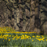Buy canvas prints of Daffodils in St. Jamess Park in London, UK by Chris Dorney