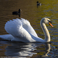 Buy canvas prints of Swan in St. Jamess Park in London, UK by Chris Dorney