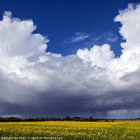 Buy canvas prints of Clouds and Distant Rain Over a Field of Rapeseed in Norfolk, UK by Chris Dorney