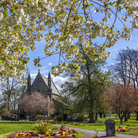 Buy canvas prints of St. Johns Church viewed from St. James Park in Kings Lynn, Norfo by Chris Dorney