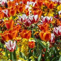 Buy canvas prints of Tulips in Victoria Embankment Gardens in London, UK by Chris Dorney